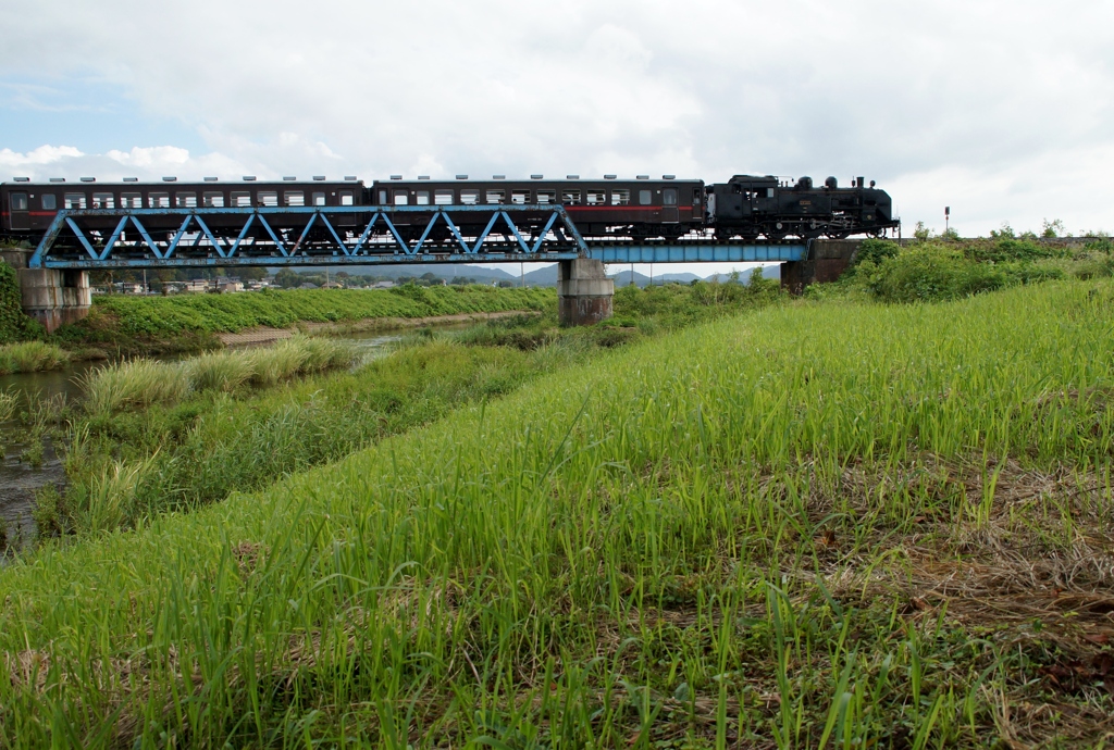 今年の彼岸花は？