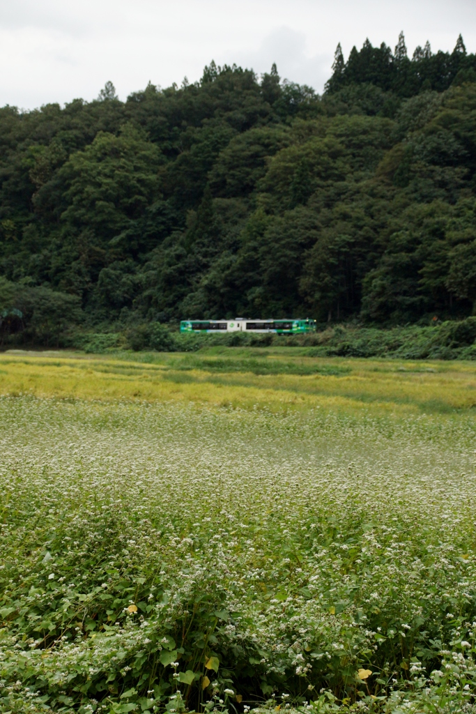 「風っこ」が実りの秋を連れてきた？③