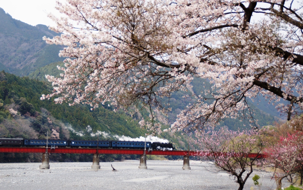 桜・花桃情景！