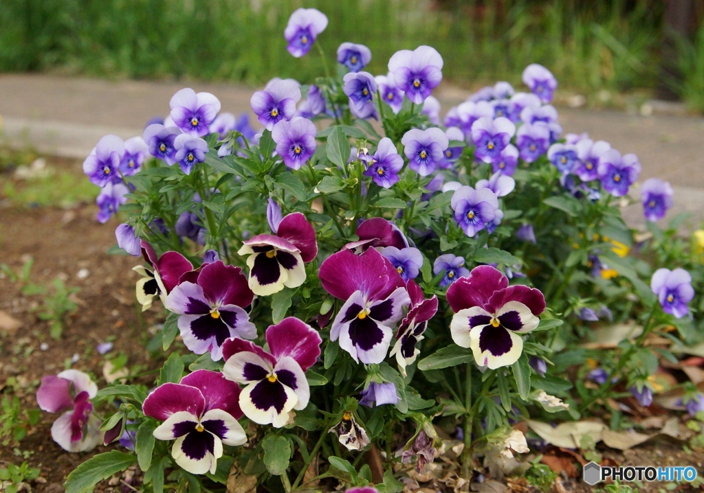 パンジーの花はこのツラが好き！①