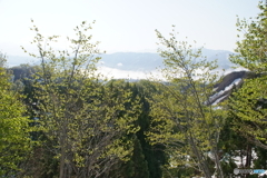 新緑と雲海！