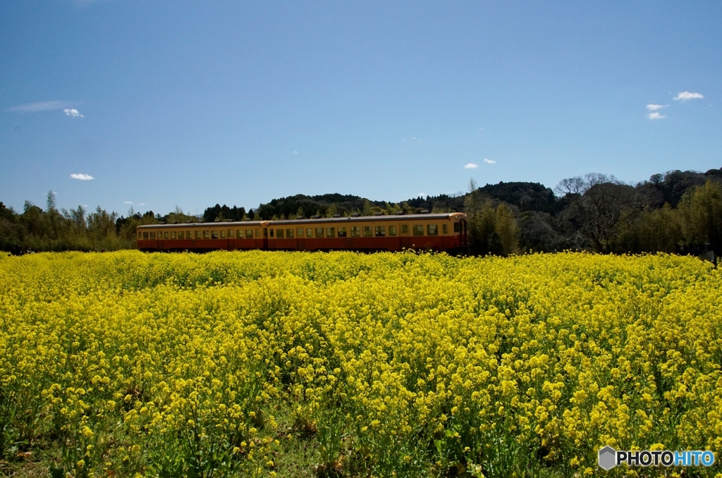 小湊鉄道の菜の花　石神地区①～⑥の中の③