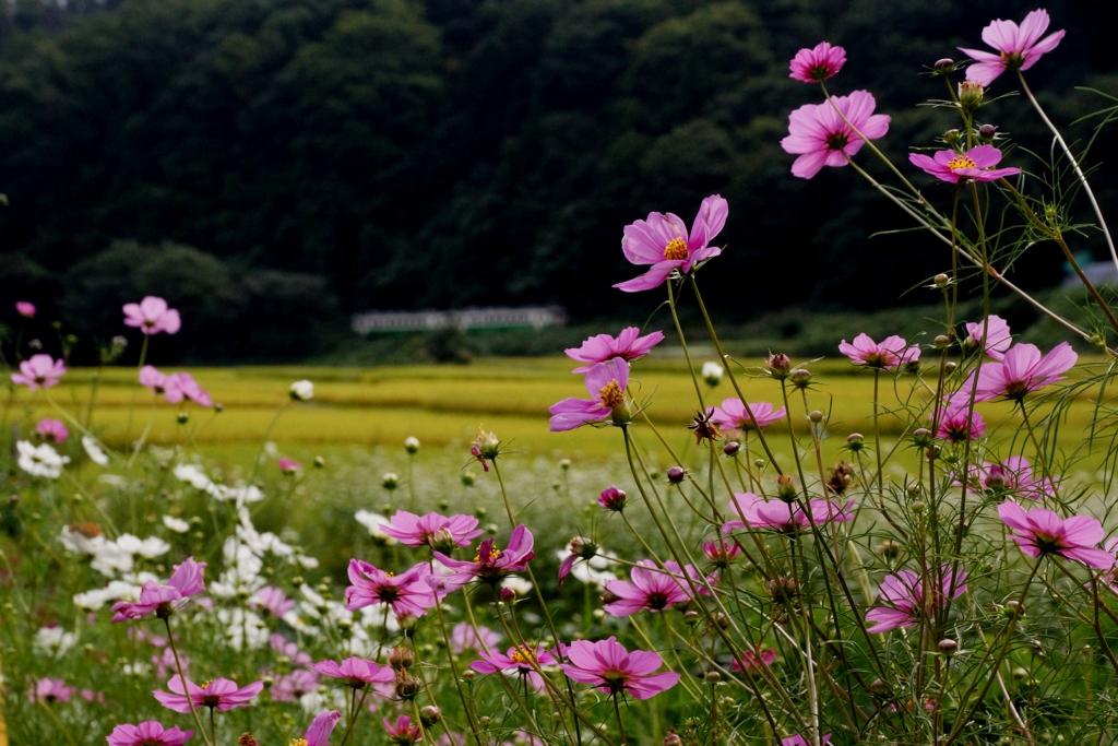 コスモスが見守る中！①