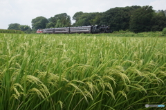 久しぶりの真岡鉄道！