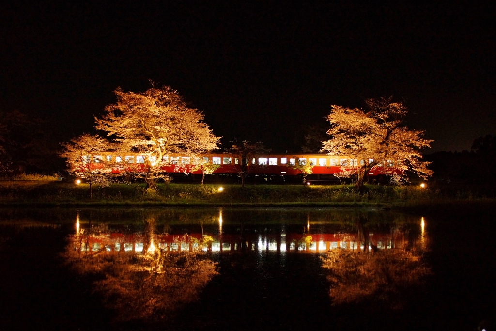 そろそろ、見れるかなぁ⁈飯給の夜桜！