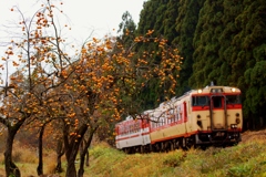 小布瀬原の柿の実！