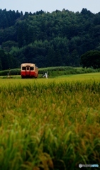 小湊鉄道　稲の実りとキハ200！①