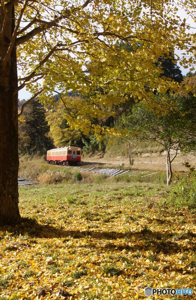 銀杏の黄葉と絨毯！