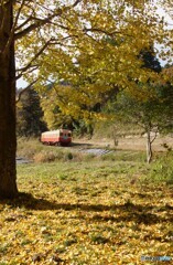 銀杏の黄葉と絨毯！