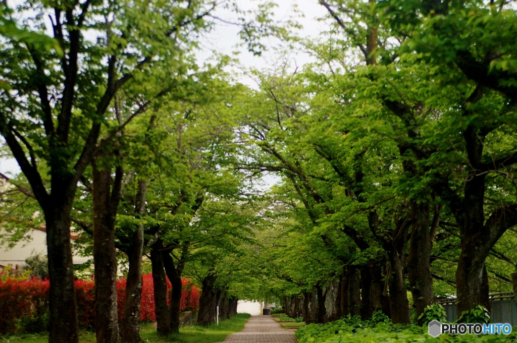 桜並木の新緑！