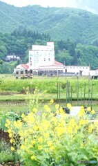 菜の花　田園風景！