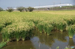 稲の実りと新幹線！