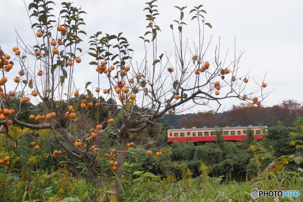 里見駅を出発の上り列車が築堤を走るキハ！