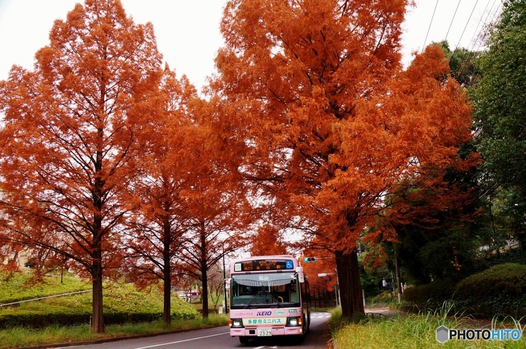 メタセコイアの紅葉の中から現る多摩市のミニバス！