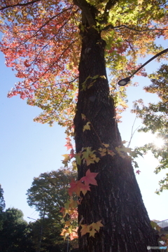 西洋ツタの紅葉！