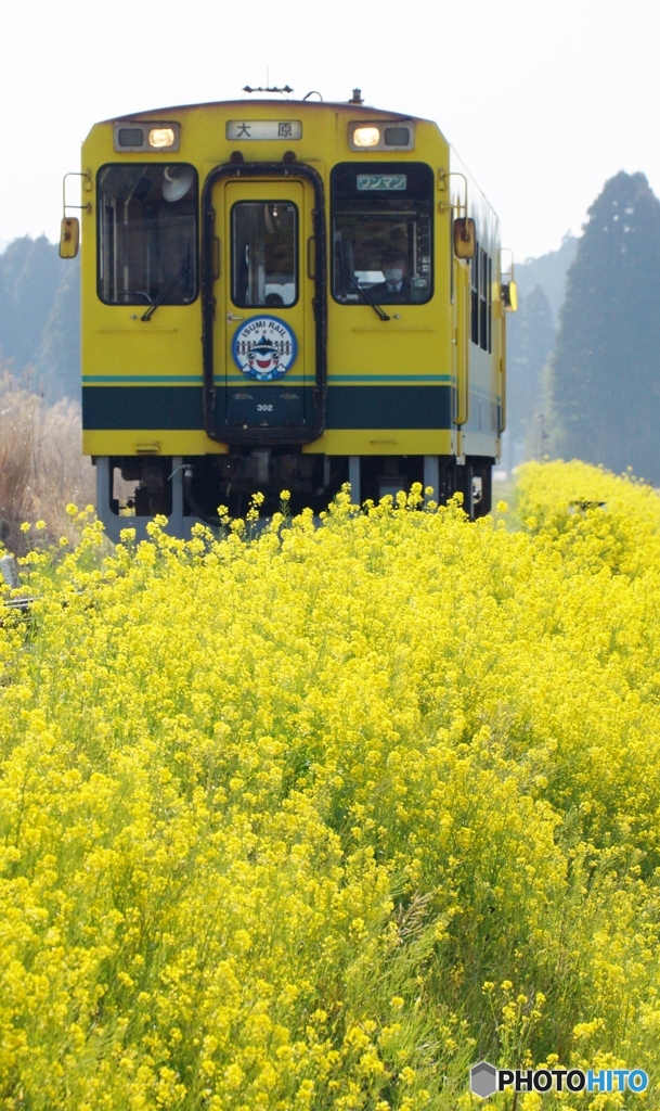 2024 いすみ鉄道の菜の花①～④の中の②