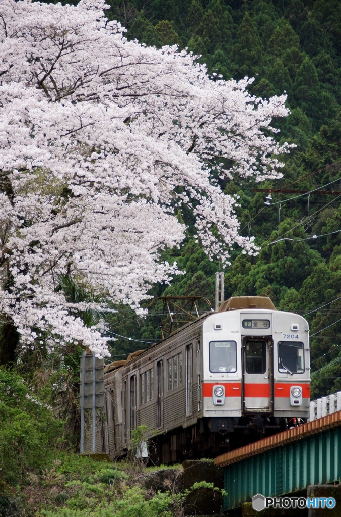 大井川鉄道で働く　元東急の車両！①