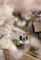 湯野上温泉駅桜前ボケ！