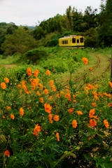 キバナコスモスにいすみ鉄道のキハ！