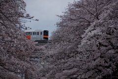 一瞬のお花見！①