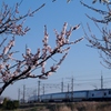 春はもう間近！