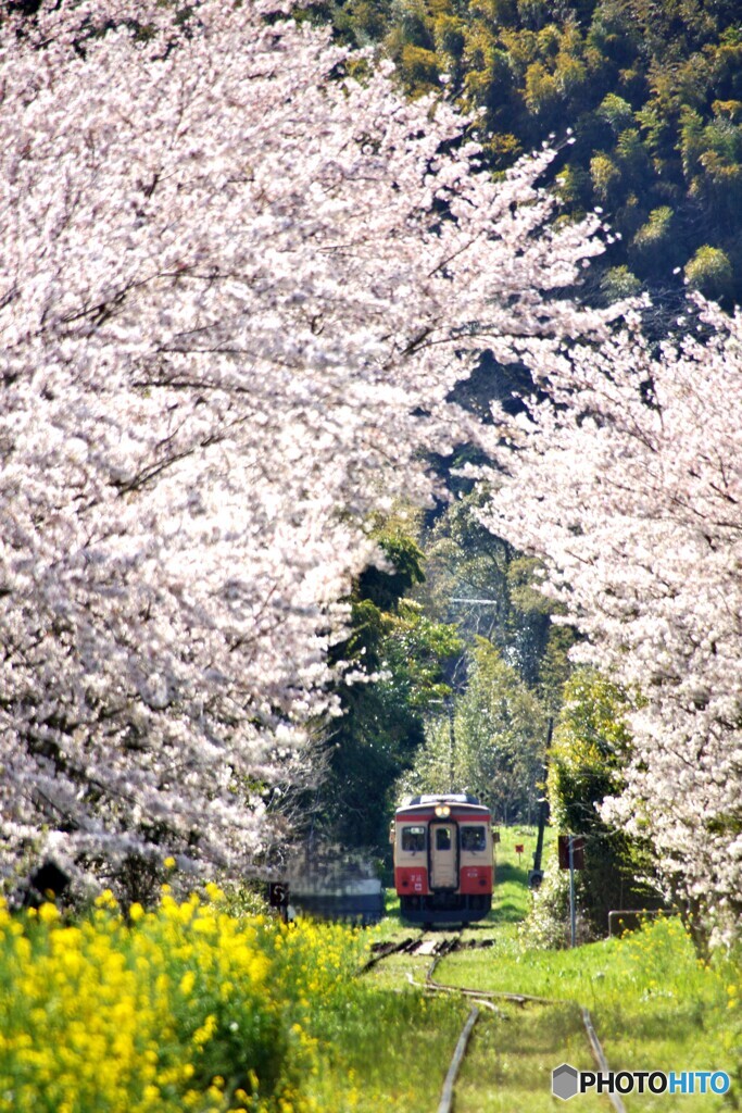 いすみ鉄道の春①～⑦の中の②