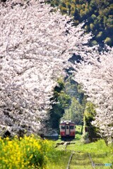 いすみ鉄道の春①～⑦の中の②