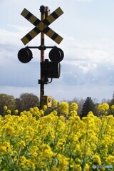 列車が通らない菜の花畑の中の踏切！