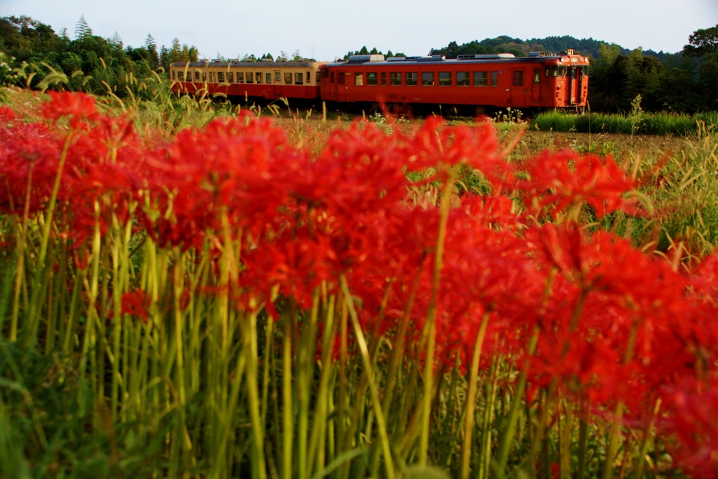 小湊鉄道石神地区の彼岸花！③（完）