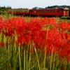 小湊鉄道石神地区の彼岸花！③（完）