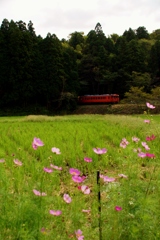 飯給に現れた「タラコ色」のキハ40！