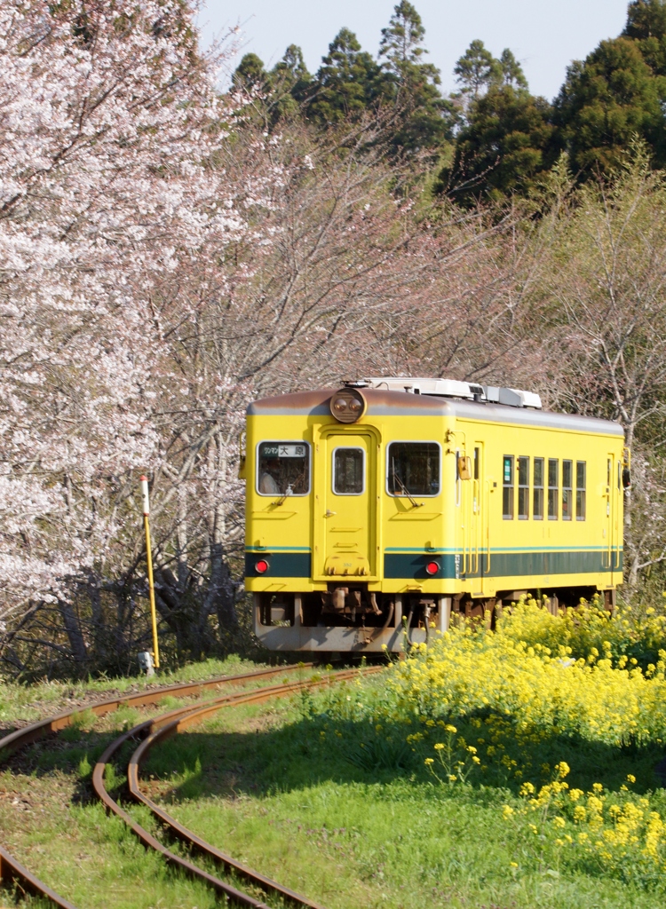 菜の花と桜のコラボ！