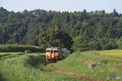 草原から現れたキハ40小湊色！