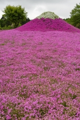芝桜のミニチュア富士山！