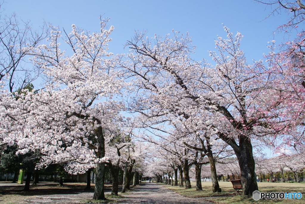地元近所の桜並木！