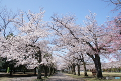 地元近所の桜並木！
