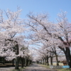 地元近所の桜並木！