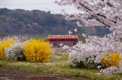 小湊鉄道　春の旅情！③