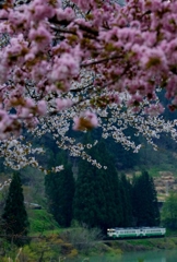 まだ、桜見れました！