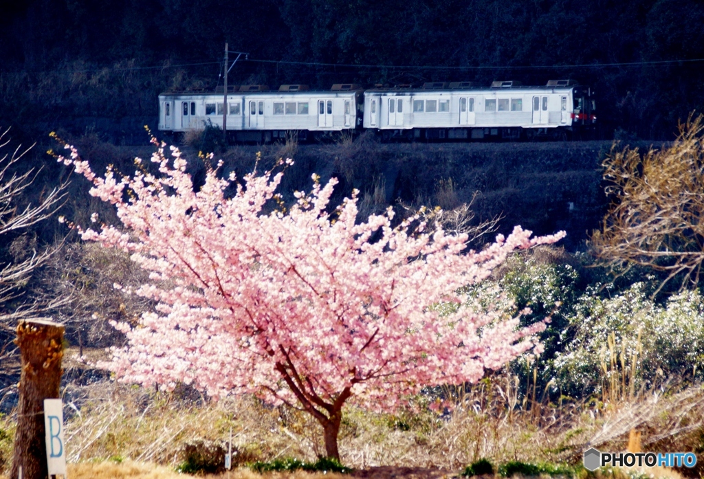 大井川鉄道で働く　元東急の車両！③（完）