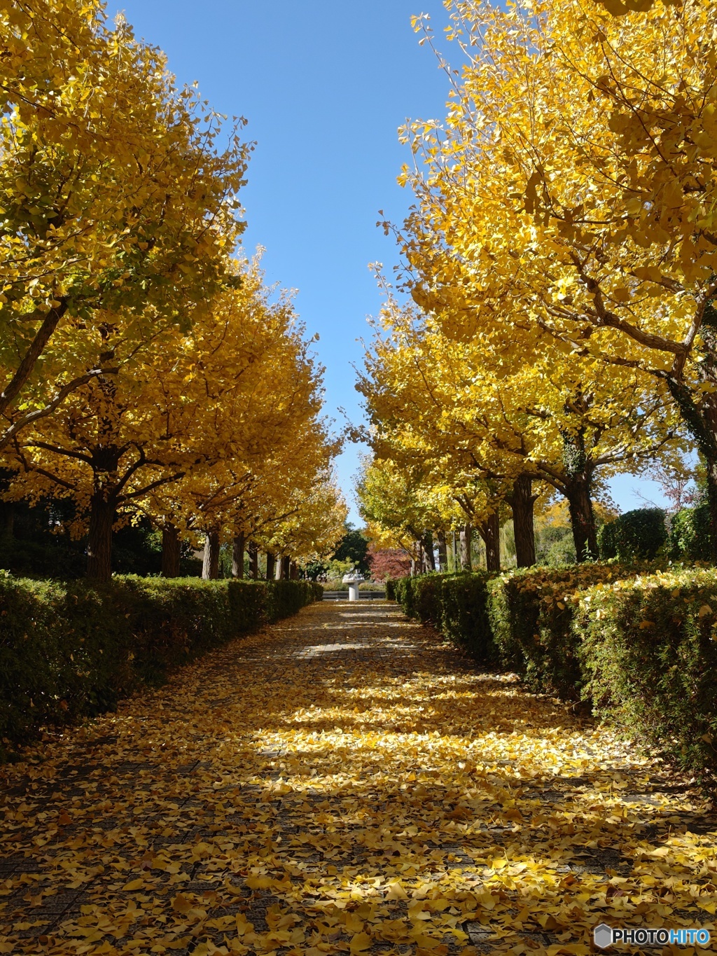 銀杏並木と落葉！