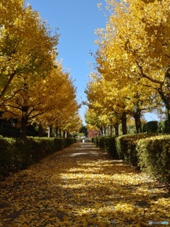 銀杏並木と落葉！