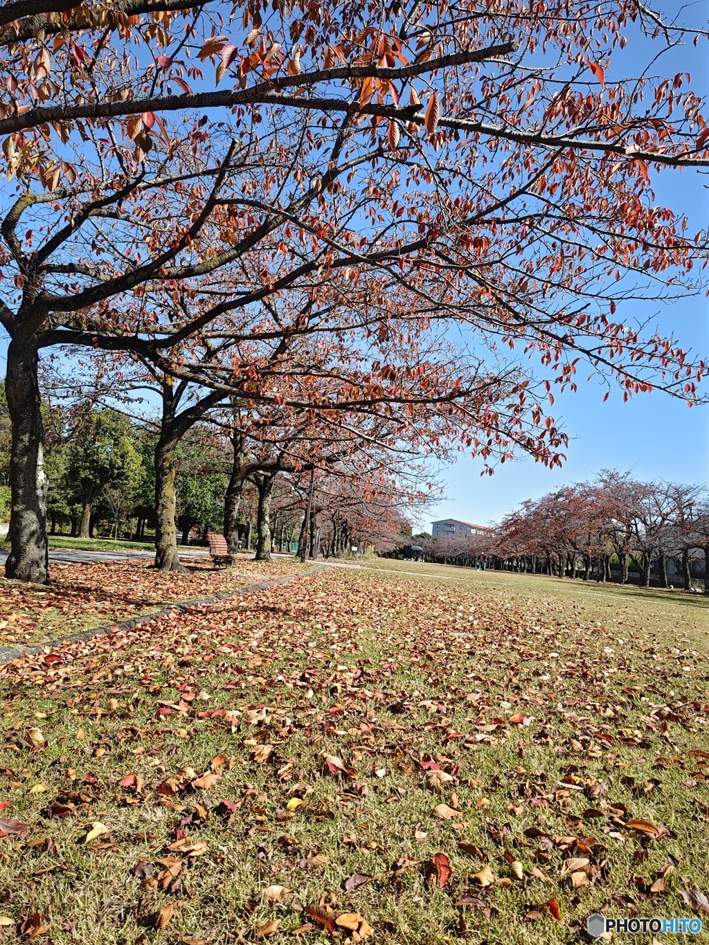 桜の紅葉と落葉！