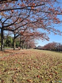 桜の紅葉と落葉！