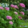 ピンク・白の紫陽花！