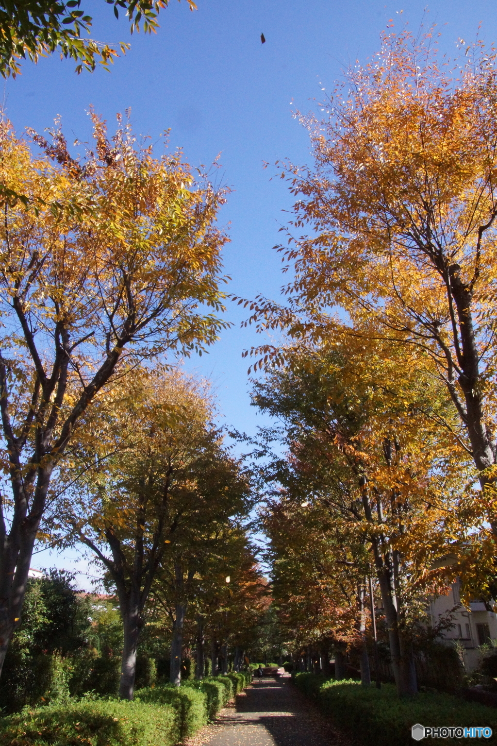 「木枯らし１号」が吹いた日！