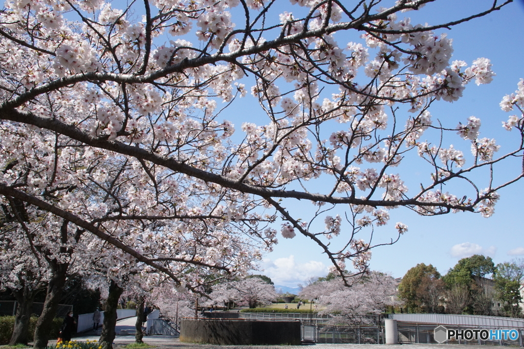 自宅近所の公園の桜並木！