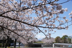 自宅近所の公園の桜並木！