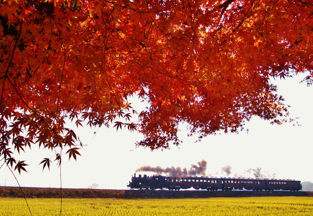 真岡鉄道の晩秋！④