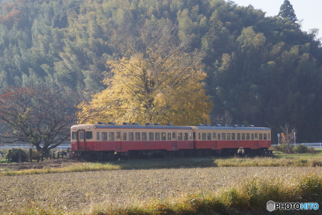 小湊鉄道　銀杏とキハ200！